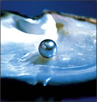 Pearl_Oyster.jpg