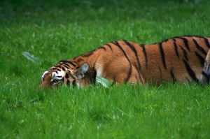 hunting-tiger2