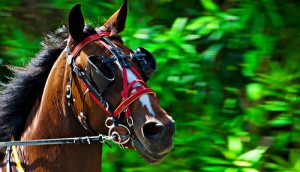 horse_with_blinders